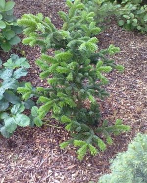 Abies nordmanniana 'Robusta' - jedle kavkazká