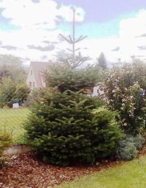 Abies nordmanniana - jedle kavkazká