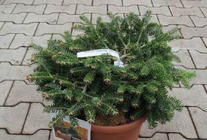 Abies nordmanniana ´Barabits Compacta´ - jedle kavkazská 