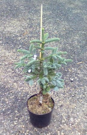 Abies procera ´Obrighofen´ - jedle vznešená