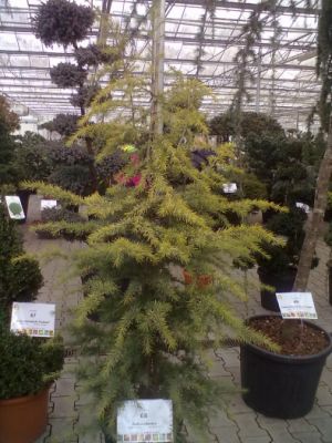 Cedrus atlantica ´Aurea´ - cedr atlantský