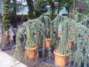 Cedrus atlantica ´Glauca Pendula´ - cedr atlantský