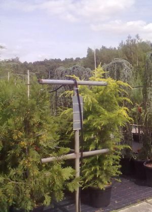 Cedrus deodara ´Aurea´ - cedr himálajský