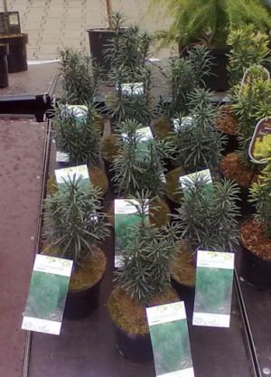 Cephalotaxus harringtonia ´Fastigiata´ -  Hlavotis peckovitý
