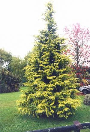 Chamaecyparis lawsoniana ´Golden Wonder´ - cypřišek Lawsonův