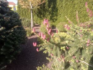 Picea abies ´Acrocona´ - smrk ztepilý