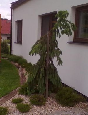 Picea abies ´Inversa´ - smrk ztepilý