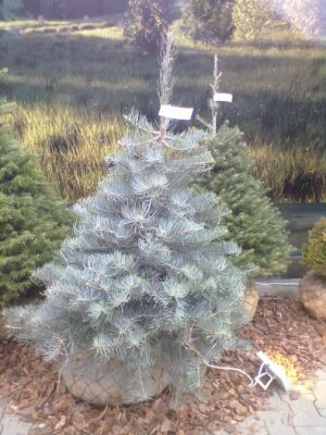 Abies concolor 'Violacea' - jedle ojíněná