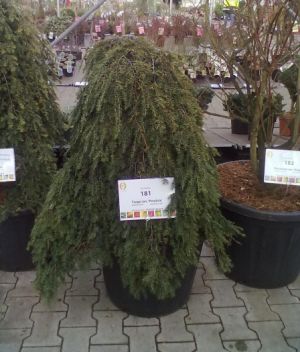 Tsuga canadensis 'Pendula' - jedlovec kanadský 