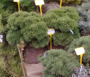 Pinus uncinata ´Hnízdo´ - borovice blatka