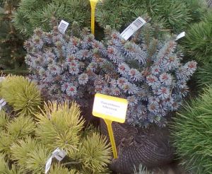 Picea sitchensis 'Silberzwerg' - smrk 