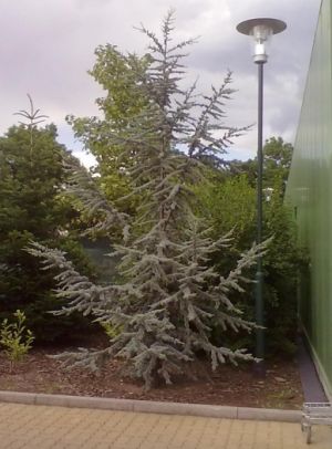 Cedrus atlantica ´Glauca´ - cedr atlantský