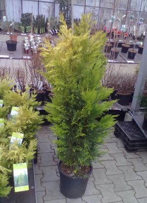 Cupressocyparis Leylandii 'Gold Rider' - cypřišovec Leylandův