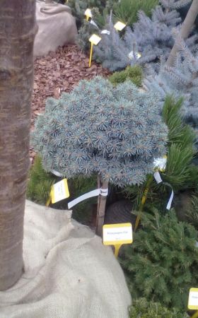 Picea pungens ´Pali´ - smrk pichlavý