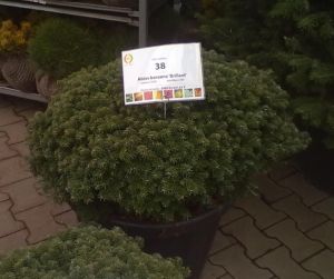  Abies koreana 'Brillant' - jedle korejská