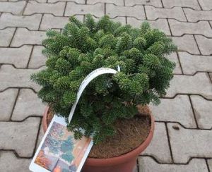 Abies koreana 'Tundra' - jedle korejská