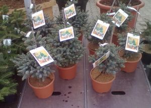 Abies pinsapo ´Horstmanns Nana´ - jedle španělská