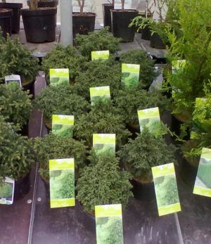 Cryptomeria japonica ´Yokohama´ - kryptomérie japonská 