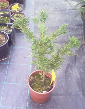 Chamaecyparis obtusa ´Drath´ - cypřišek tupolistý