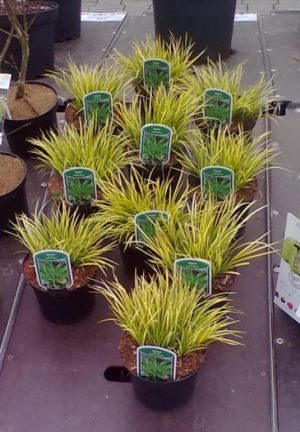 Acorus gramineus 'Hakuro Nishiki' - puškvorec trávolistý