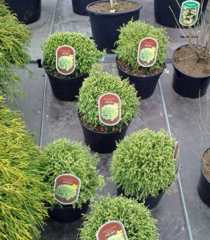 Chamaecyparis pisifera ‚White Pygmy' – cypřišek hrachonosný 