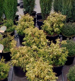 Chamaecyparis obtusa 'Tsunami Gold' - cypřišek tupolistý
