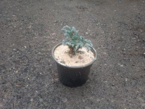 Chamaecyparis pisifera 'Baby Blue' - cypřišek hrachonosný