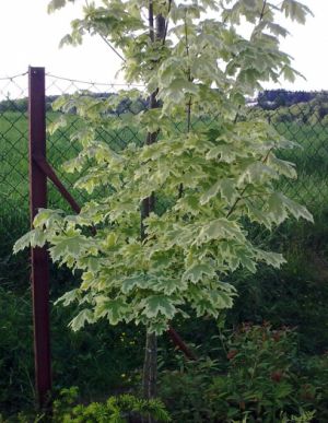 Acer platanoides 'Drumondii' - javor mléč