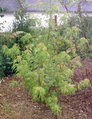 Acer saccharinum 'Crispum' - javor cukrový