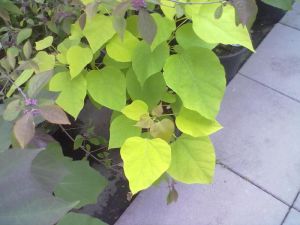 Catalpa ovata 'Aurea' - katalpa 