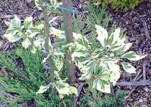 Fagus sylvatica 'Argenteomarginata' - buk lesní 