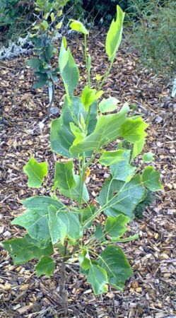 Liriodendron tulipifera 'Aureomarginatum' - lirovník tulipánokvětý