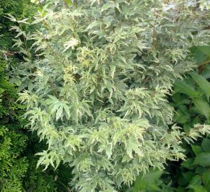 Acer palmatum 'Buterfly' - javor dlanitolistý