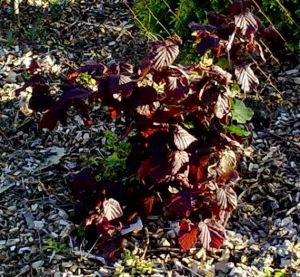 Corylus avellana ´Red Magic´ - líska obecná
