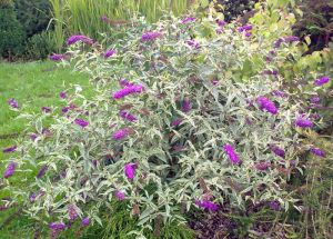 Buddleia davidii 'Harlequin' - komule Davidova