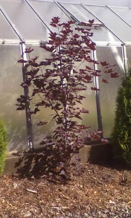 Acer platanoides 'Faasens Black' - javor mléč