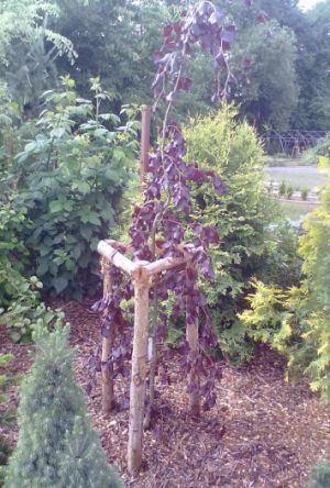 Fagus sylvatica 'Black Swan' - buk lesní 