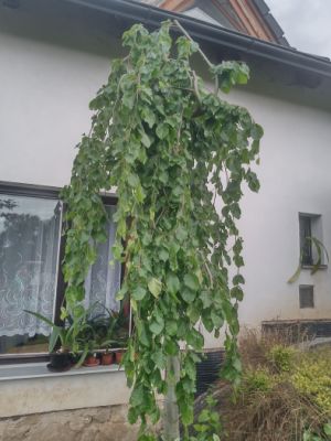 Fagus sylvatica 'Pendula' - buk lesní 