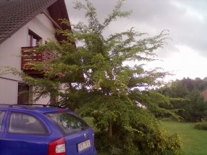 Ulmus parviflora 'Geisha' - jilm malolistý