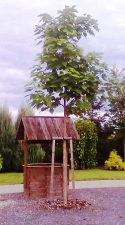 Catalpa bignonioides - katalpa trubačovitá