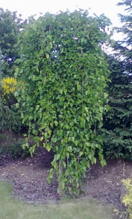 Morus alba 'Pendula' - moruše bílá