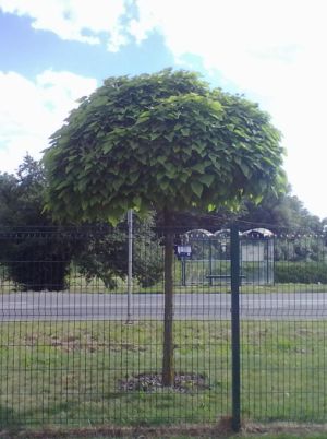 Catalpa ovata 'Nana' - katalpa 
