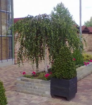 Betula pendula 'Youngii' - bříza bělokorá