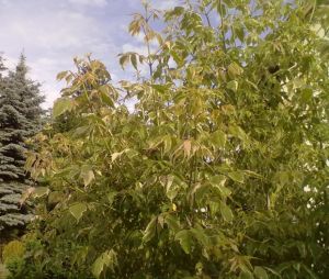 Acer negundo 'Variegatum' - javor jasanolistý