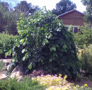 Ulmus glabra 'Pendula' - jilm habrolistý