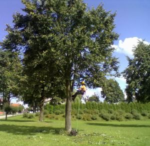 Tilia cordata - lípa srdčitá