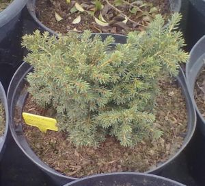 Picea abies 'Little Gem' - smrk ztepilý 