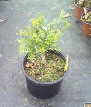 Abies koreana ´Aurea´ - jedle korejská