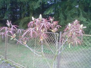 Aesculus 'Rosea Nana' - jírovec