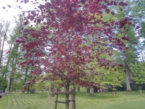 Fagus sylvatica 'Atropurpurea' - buk lesní